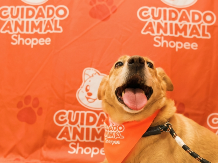 Shopee se une à Ampara Animal pelos cuidados aos animais