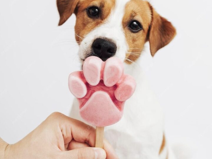 Como cuidar dos pets nos dias quentes de verão?