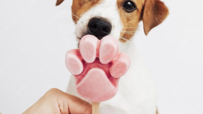 Como cuidar dos pets nos dias quentes de verão?