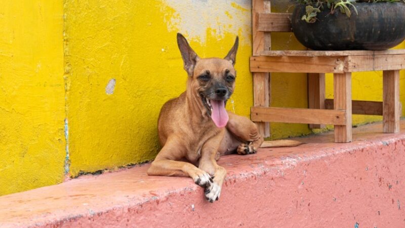 Hospital Veterinário alerta para importância da quarentena em animais resgatados