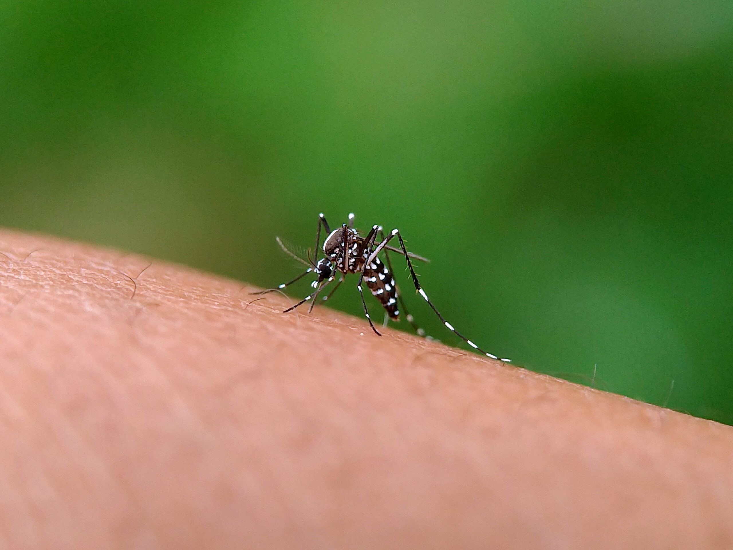 Vacina avança, mas dengue continua pressionando o sistema de saúde no verão