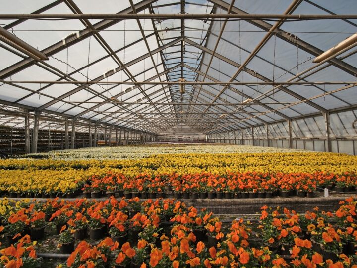 Altas temperaturas exigem atenção redobrada com flores e plantas no verão