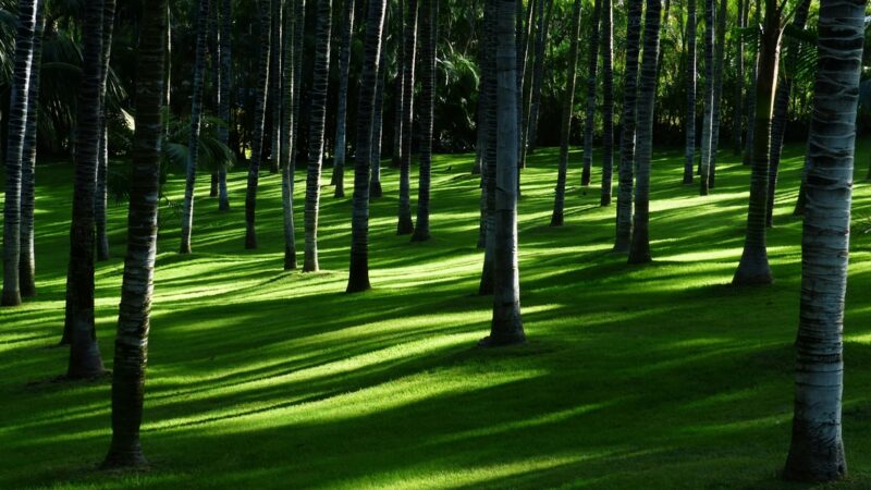 Mercado de carbono impulsiona a agenda ambiental e econômica