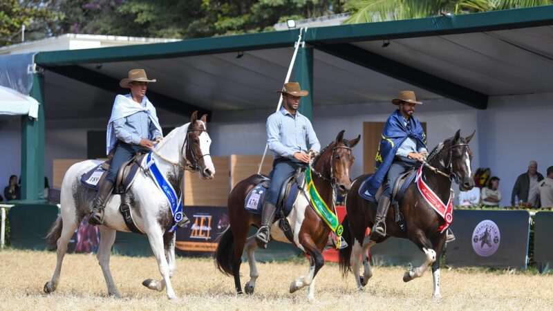 Cavalo da raça Mangalarga estreia na Agrishow