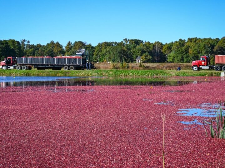 Cranberries impulsionam a cultura alimentar norte-americana