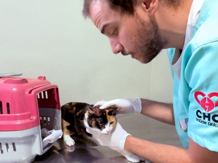 Hospital Veterinário Municipal garante remédio gratuito contra a esporotricose em Curitiba