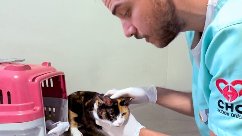 Hospital Veterinário Municipal garante remédio gratuito contra a esporotricose em Curitiba