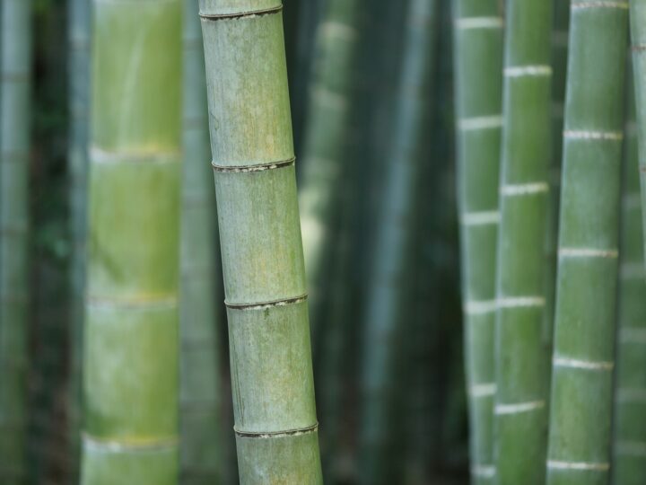 Bambu reúne propriedades que ampliam seu uso no lar