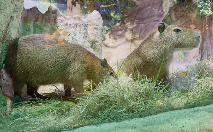 Dia da Mata Atlântica: conheça cinco curiosidades sobre as capivaras, a maior espécie de roedor do mundo