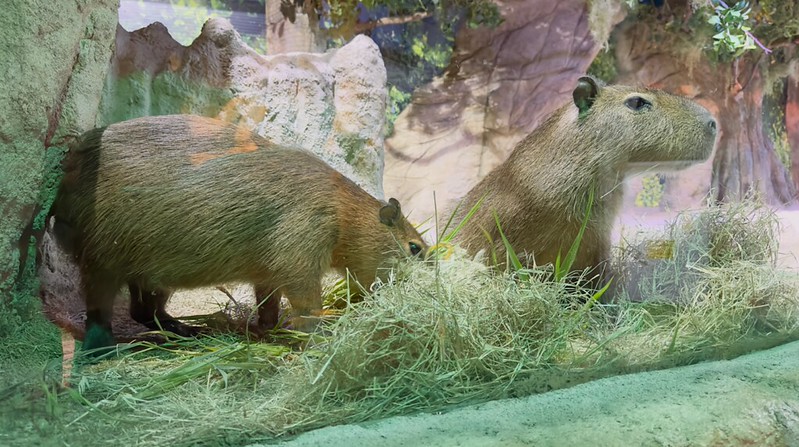 Dia da Mata Atlântica: conheça cinco curiosidades sobre as capivaras, a maior espécie de roedor do mundo