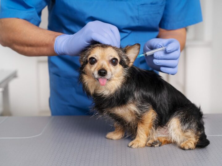 Hospital Veterinário reforça importância da vacinação em dia em pets