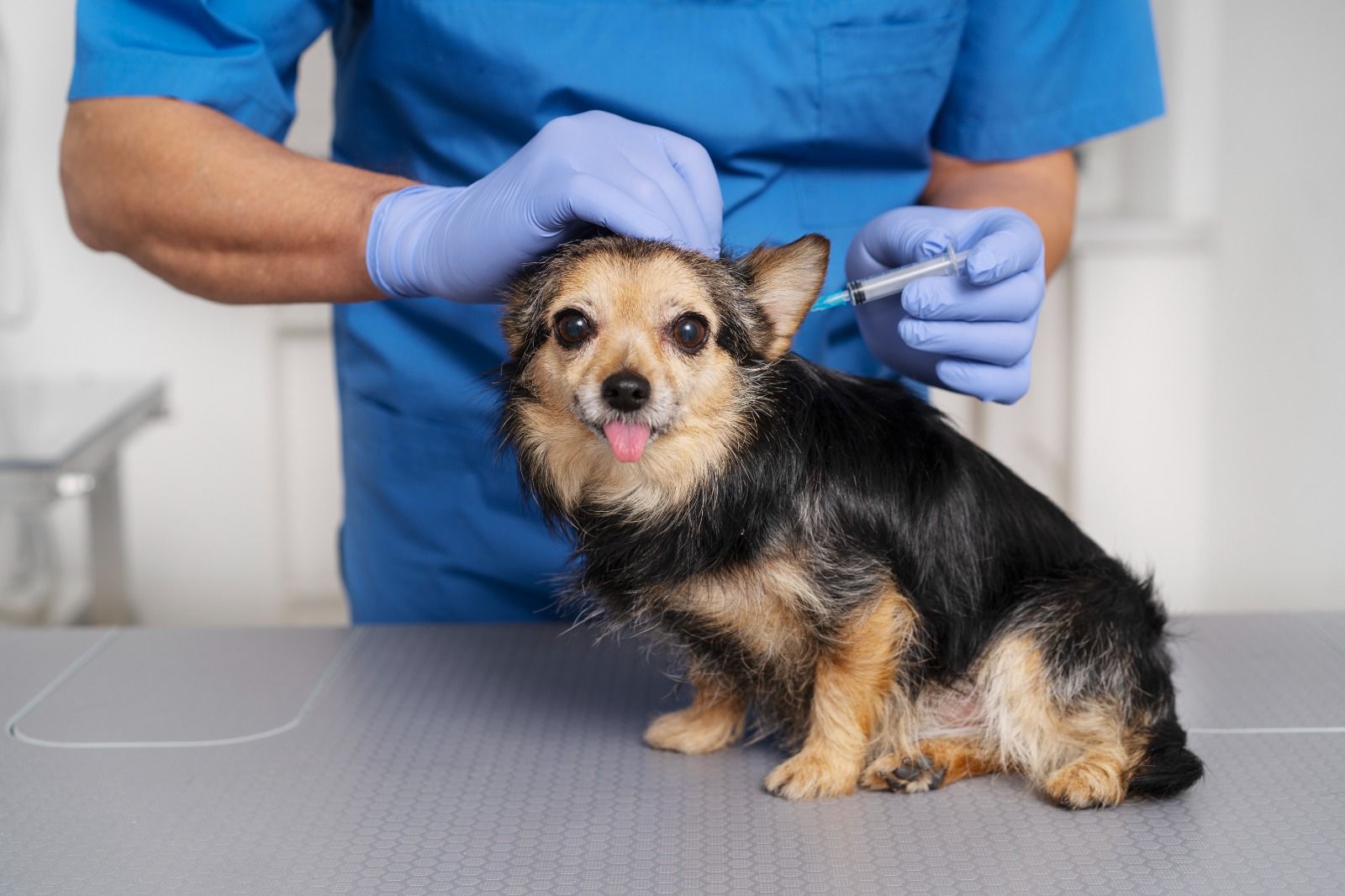 Hospital Veterinário reforça importância da vacinação em dia em pets