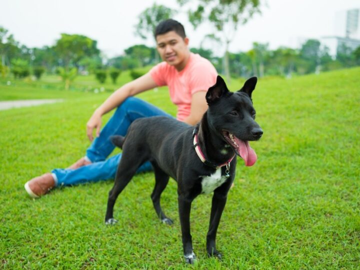 Hospital Veterinário faz um alerta para a posse responsável