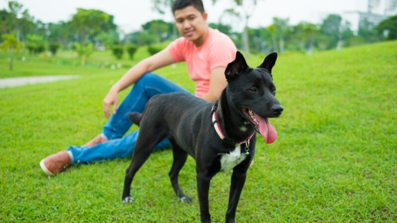 Hospital Veterinário faz um alerta para a posse responsável