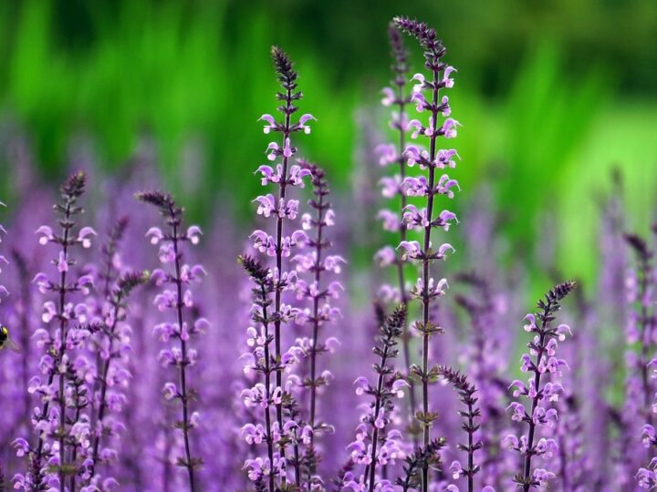 Plantas exigem cuidados específicos conforme o ambiente