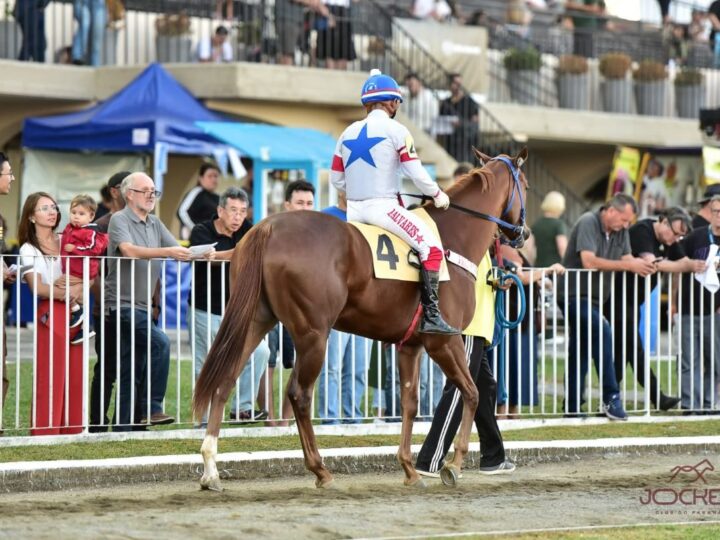 Próximo Domingo é  dia de corridas ao vivo e programação para toda a família no Jockey Club do Paraná