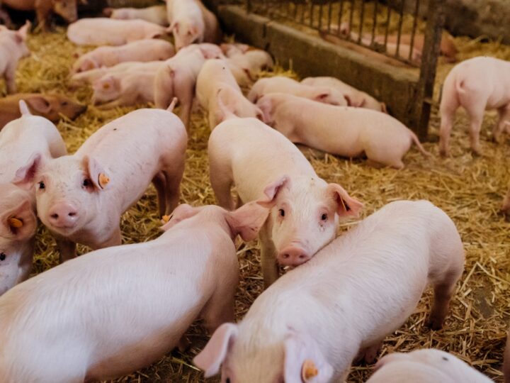 Estudantes do Oeste paranaense criam soluções reais para o mercado do agro global