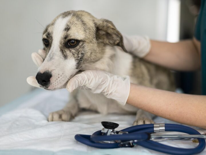 Diagnóstico molecular ganha espaço na medicina veterinária e ajuda no tratamento de pets