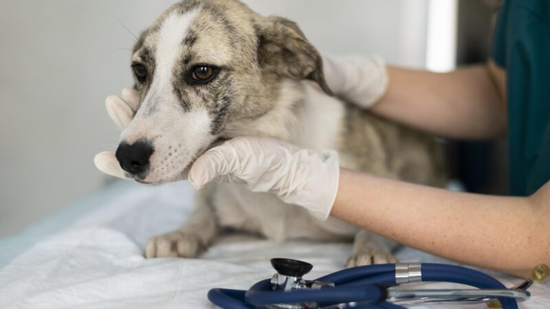 Diagnóstico molecular ganha espaço na medicina veterinária e ajuda no tratamento de pets