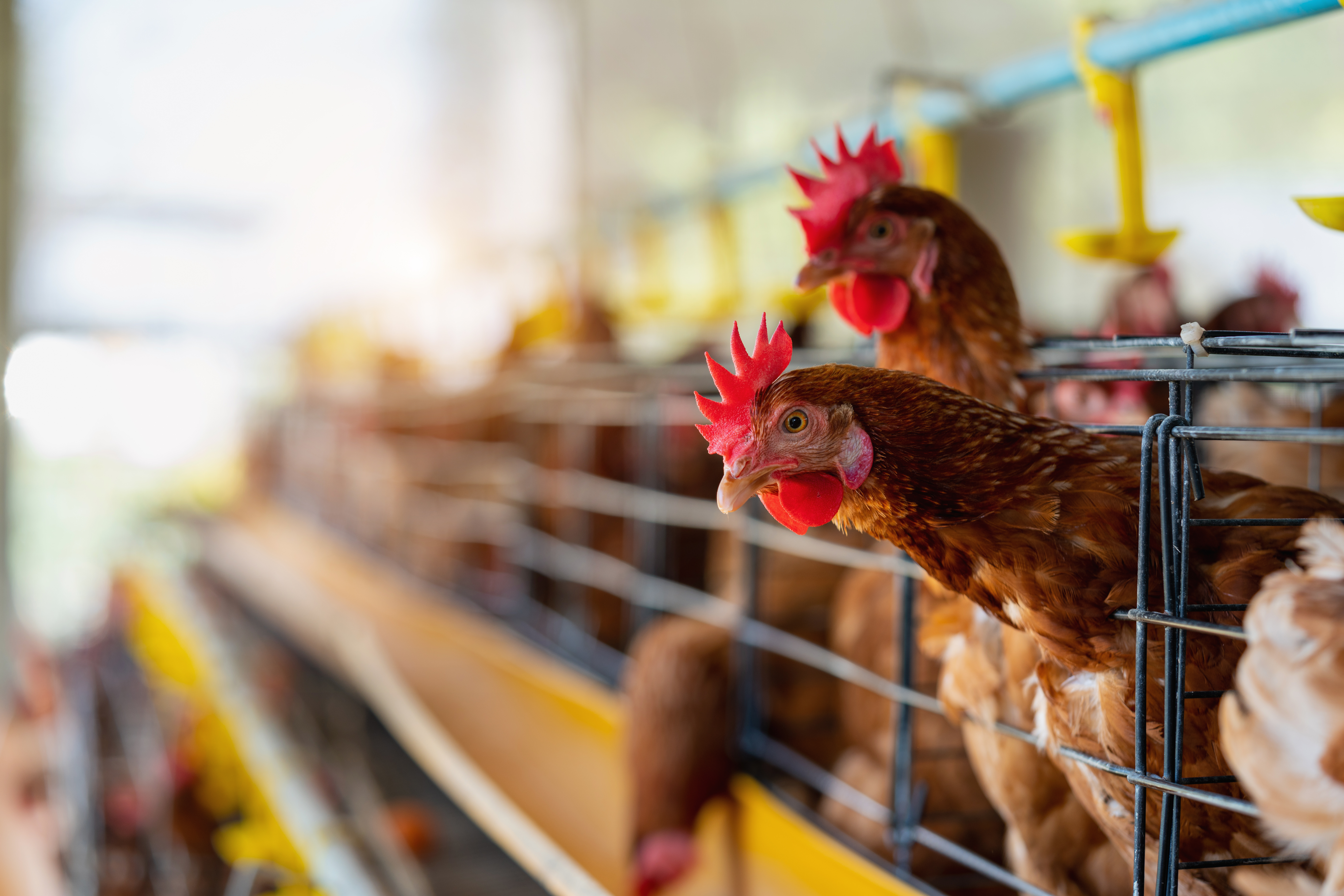 Após gripe aviária, diagnóstico molecular ganha espaço na sanidade animal