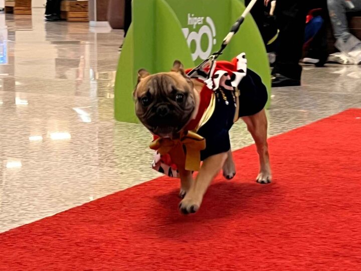 Ventura Shopping promove segunda edição do Encontro de AUmigos em celebração ao Dia do Cachorro