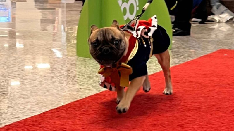 Ventura Shopping promove segunda edição do Encontro de AUmigos em celebração ao Dia do Cachorro