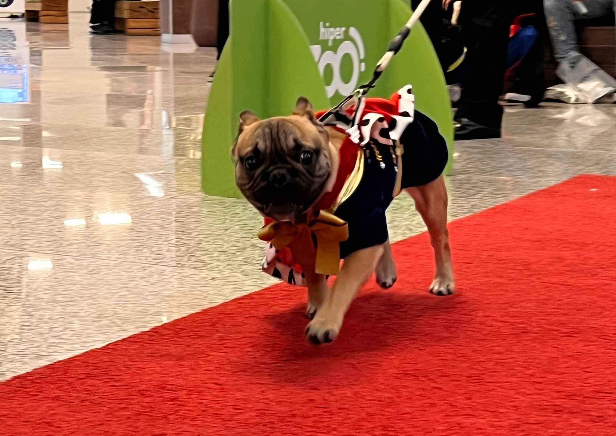 Ventura Shopping promove segunda edição do Encontro de AUmigos em celebração ao Dia do Cachorro