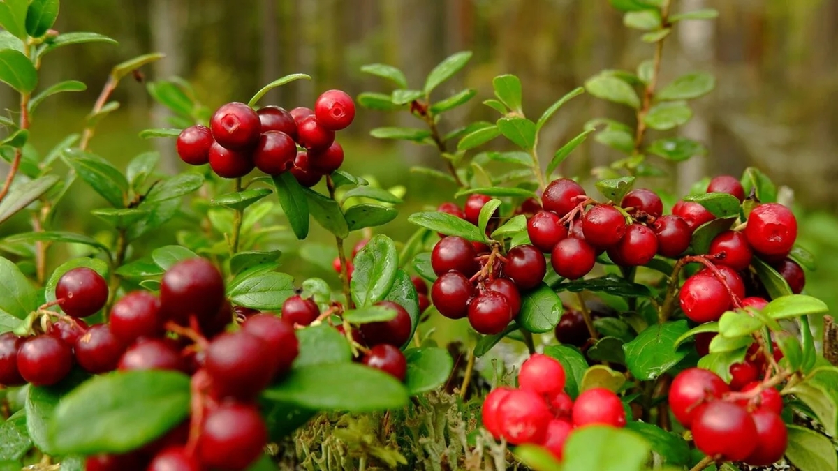 Cranberry: uma fruta repleta de benefícios para a saúde