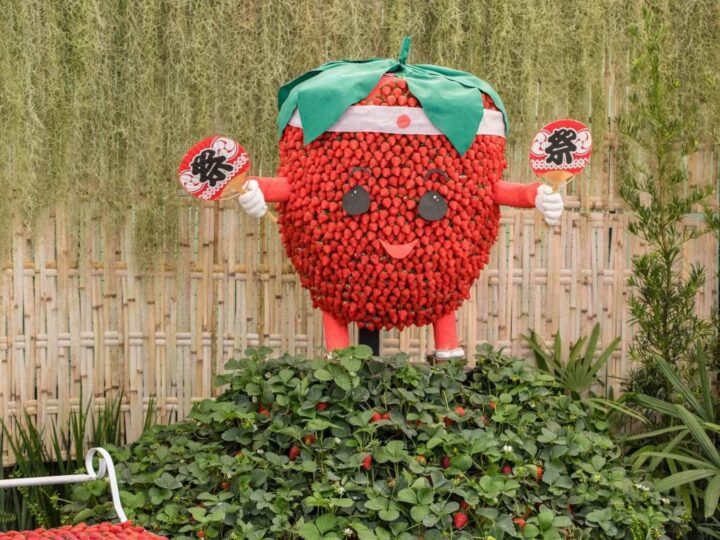 Festa de Flores e Morangos de Atibaia apresenta novidades