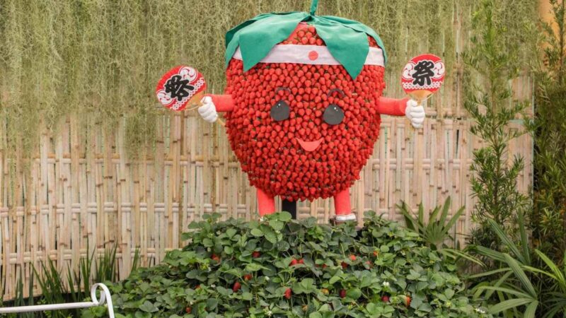 Festa de Flores e Morangos de Atibaia apresenta novidades