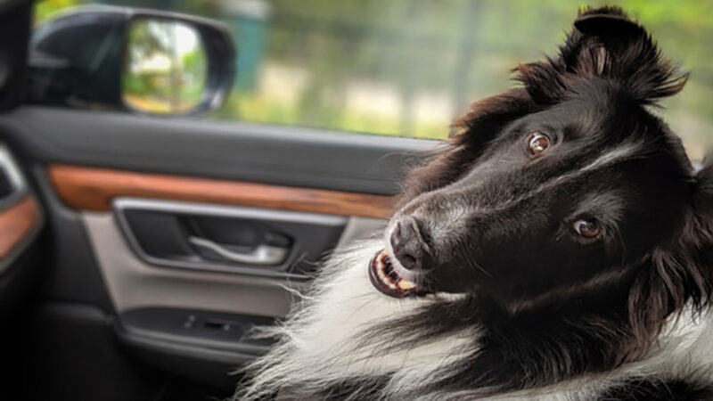 Turismo pet friendly ganha força nas estâncias paulistas