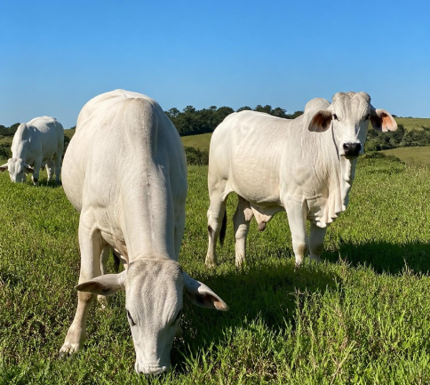 Biotecnologia fortalece genética da pecuária brasileira e amplia a produção de alimentos