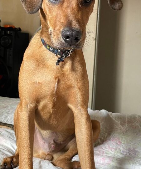 Falha em entrega leva à morte de cachorro