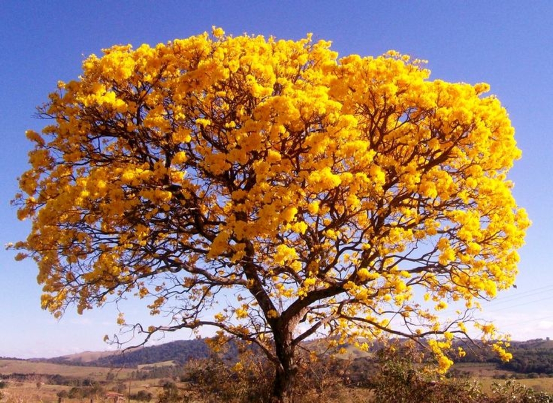 Dia da Árvore é comemorado em 21 de setembro