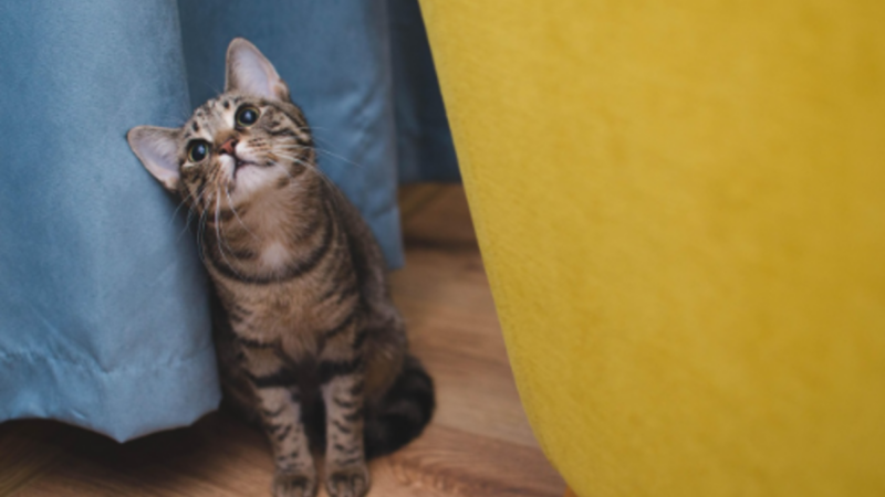 Veterinário online: quando buscar atendimento para o pet