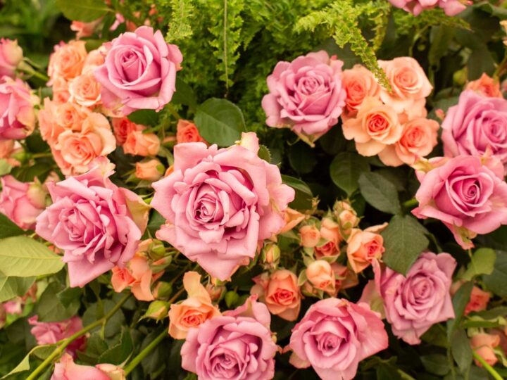 Festa de Flores e Morangos inicia nesta sexta