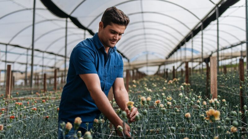 Primavera destaca diversidade no mercado de flores