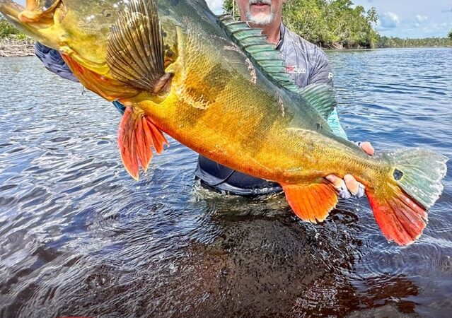 MLF anuncia entrada no Brasil em 2027