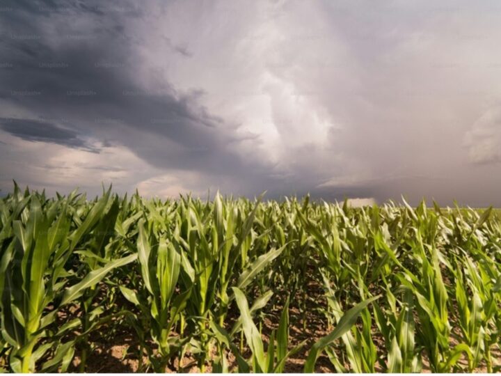 El Niño eleva desafio para a safra de verão