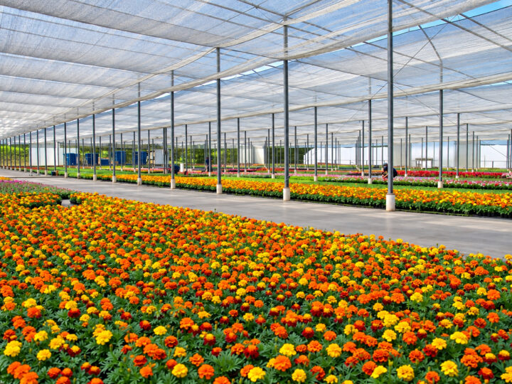 Brasil que floresce além do agronegócio tradicional
