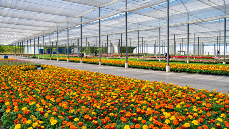 Brasil que floresce além do agronegócio tradicional