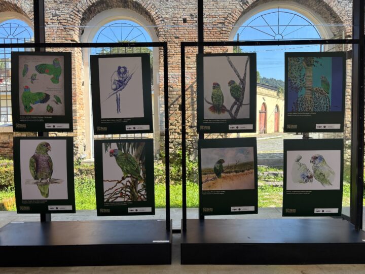 Exposição internacional em Antonina reúne artistas de nove países em defesa de espécies ameaçadas da Mata Atlântica