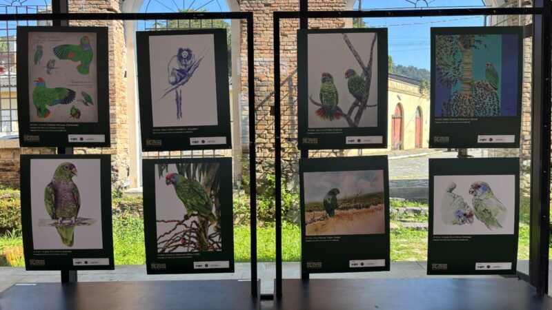 Exposição internacional em Antonina reúne artistas de nove países em defesa de espécies ameaçadas da Mata Atlântica