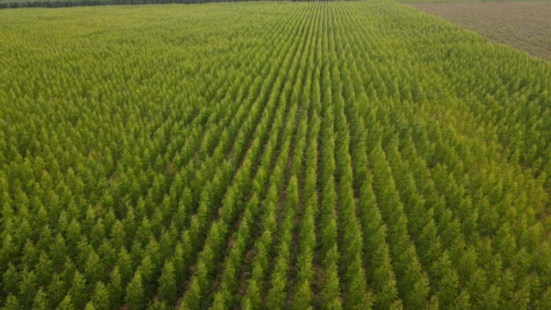 Madeira é destaque de MG na economia de baixo carbono