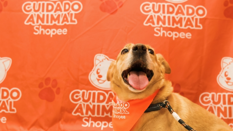 Shopee e Ampara Animal fazem mutirões gratuitos de saúde pet