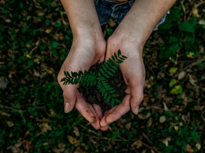 Future Climate abre a conta de restaurar 12 mil hectares