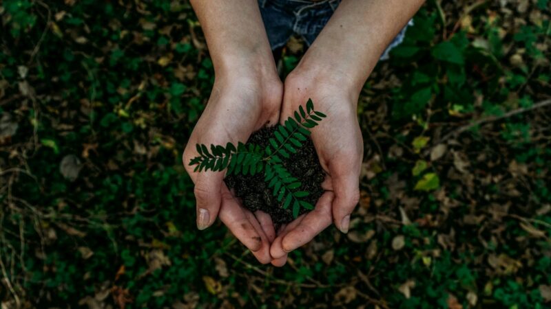 Future Climate abre a conta de restaurar 12 mil hectares