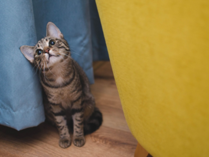 Veterinário online amplia acesso à orientação para pets