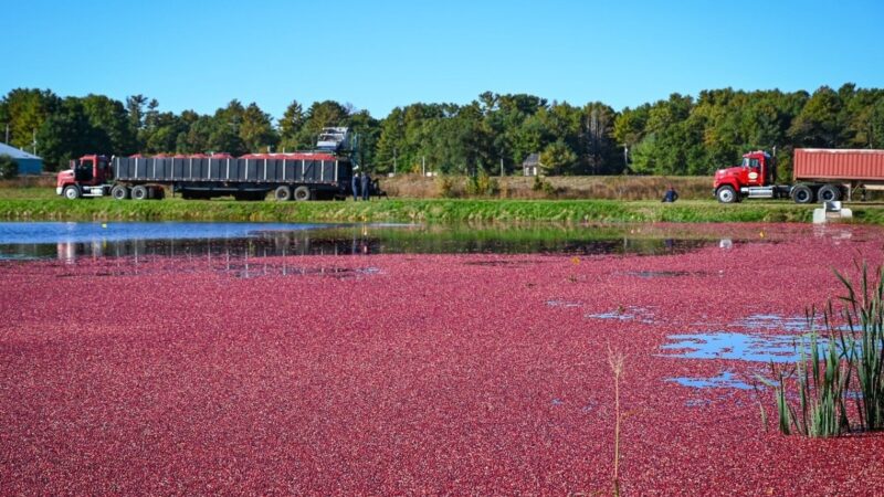 Começa a colheita dos cranberries nos Estados Unidos